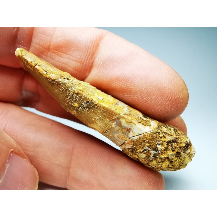 dinosaur TOOTH - SPINOSAURUS AEGYPTIACUS