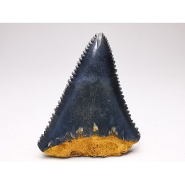 Dent fossile du GRAND REQUIN BLANC : Carcharodon carcharias