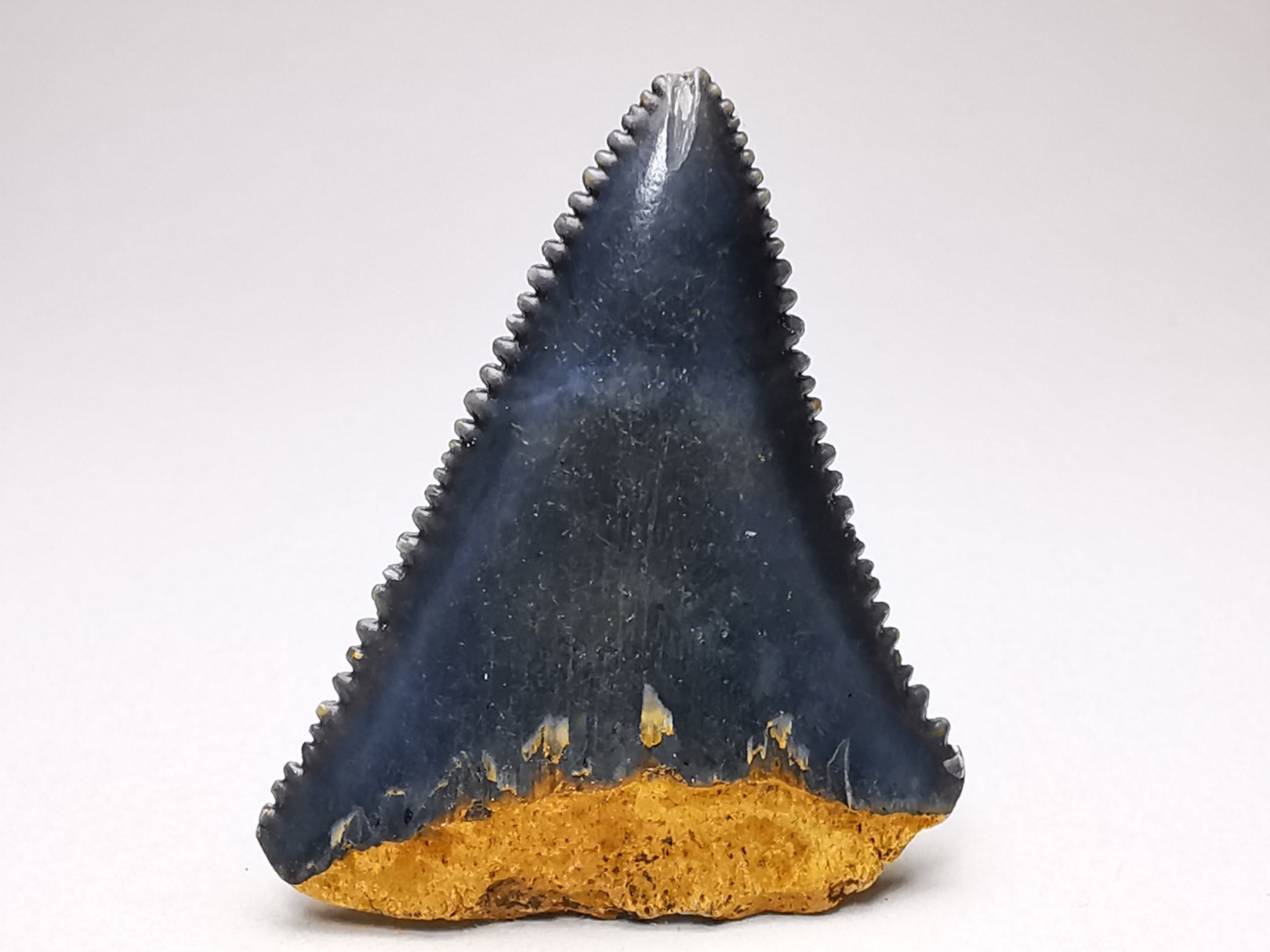 Fossil tooth of Great white shark: Carcharodon carcharias