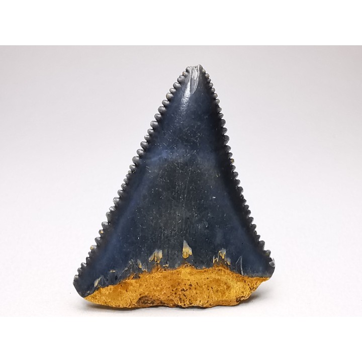 Fossil tooth of Great white shark: Carcharodon carcharias