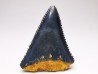 Fossil tooth of Great white shark: Carcharodon carcharias