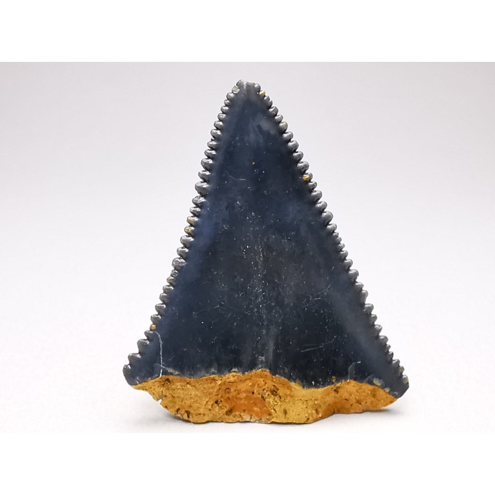 Dent fossile du GRAND REQUIN BLANC : Carcharodon carcharias