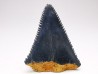 Dent fossile du GRAND REQUIN BLANC : Carcharodon carcharias