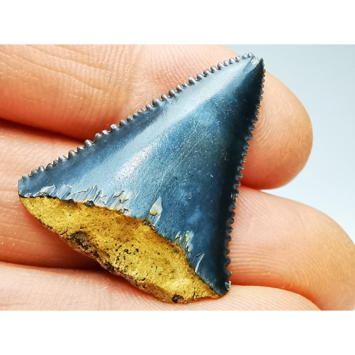 Dent fossile du GRAND REQUIN BLANC : Carcharodon carcharias