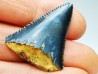 Dent fossile du GRAND REQUIN BLANC : Carcharodon carcharias