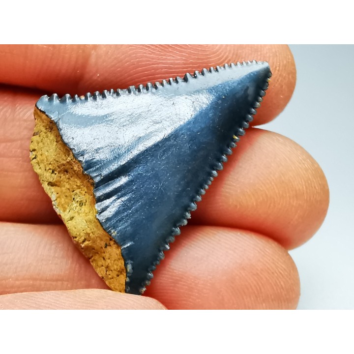 Fossil tooth of Great white shark: Carcharodon carcharias