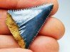 Dent fossile du GRAND REQUIN BLANC : Carcharodon carcharias