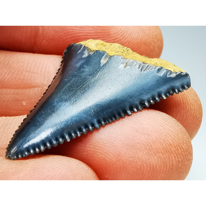 Fossil tooth of Great white shark: Carcharodon carcharias