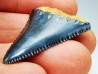 Fossil tooth of Great white shark: Carcharodon carcharias
