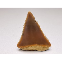 Dent fossile du GRAND REQUIN BLANC : Carcharodon carcharias