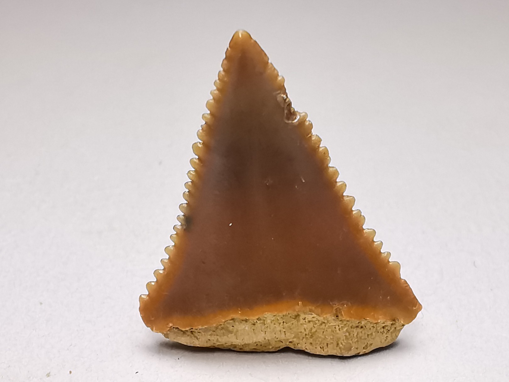 Fossil tooth of Great white shark: Carcharodon carcharias