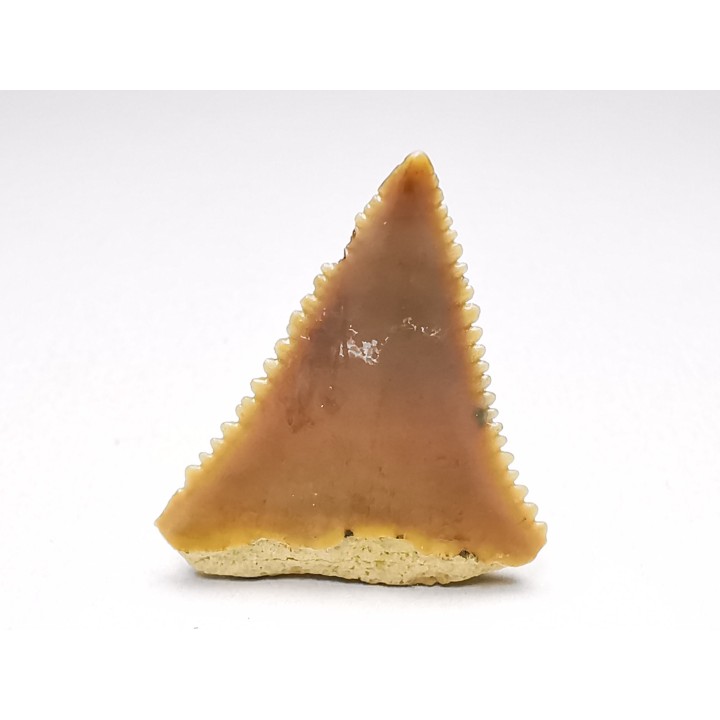 Dent fossile du GRAND REQUIN BLANC : Carcharodon carcharias