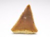 Dent fossile du GRAND REQUIN BLANC : Carcharodon carcharias