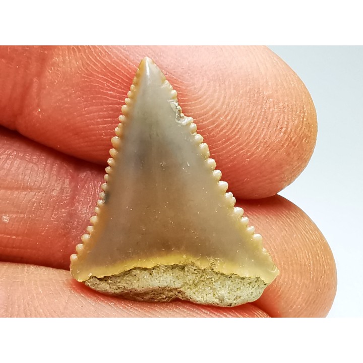 Dent fossile du GRAND REQUIN BLANC : Carcharodon carcharias