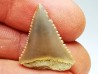 Fossil tooth of Great white shark: Carcharodon carcharias