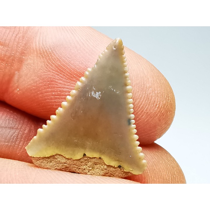 Fossil tooth of Great white shark: Carcharodon carcharias