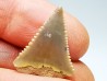 Fossil tooth of Great white shark: Carcharodon carcharias
