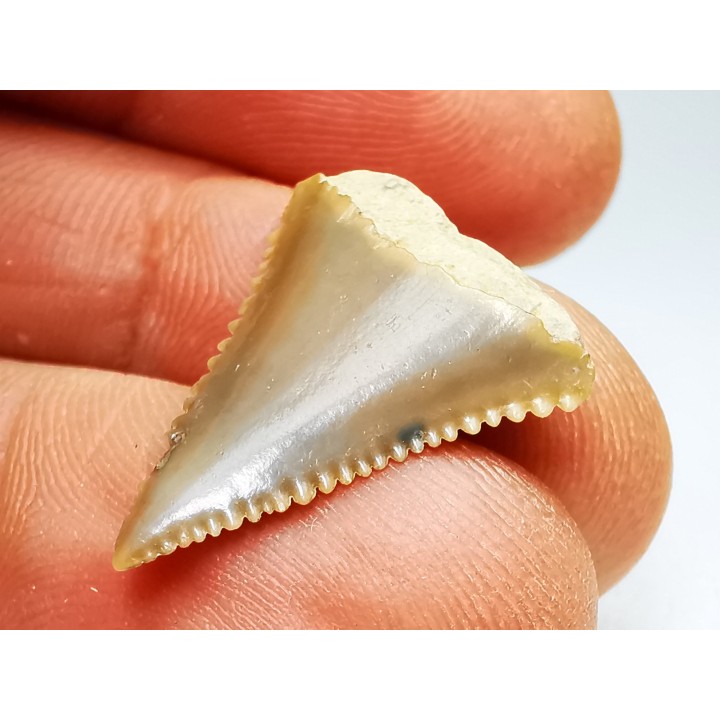 Dent fossile du GRAND REQUIN BLANC : Carcharodon carcharias