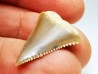 Dent fossile du GRAND REQUIN BLANC : Carcharodon carcharias