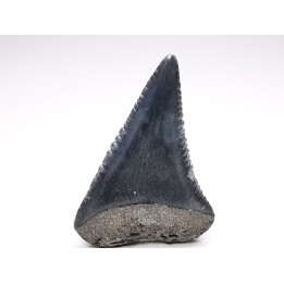 Dent fossile du GRAND REQUIN BLANC : Carcharodon carcharias