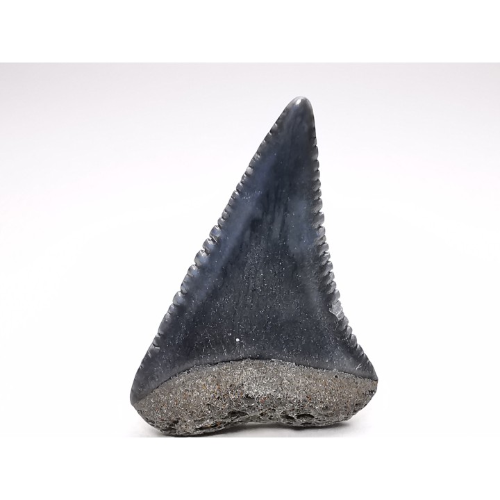 Dent fossile du GRAND REQUIN BLANC : Carcharodon carcharias