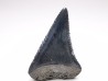 Dent fossile du GRAND REQUIN BLANC : Carcharodon carcharias