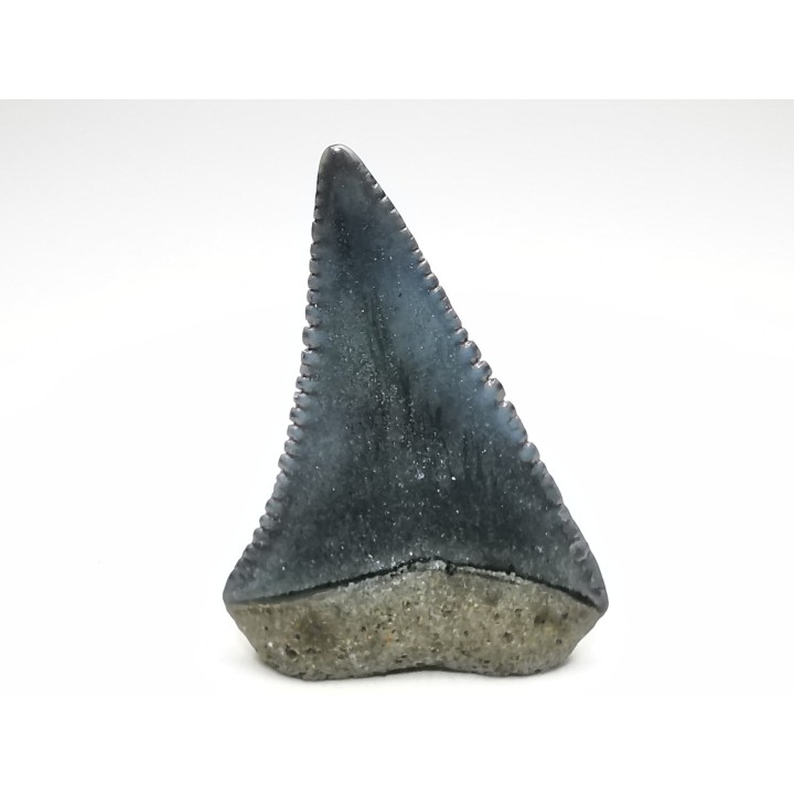 Dent fossile du GRAND REQUIN BLANC : Carcharodon carcharias
