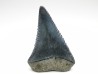 Dent fossile du GRAND REQUIN BLANC : Carcharodon carcharias