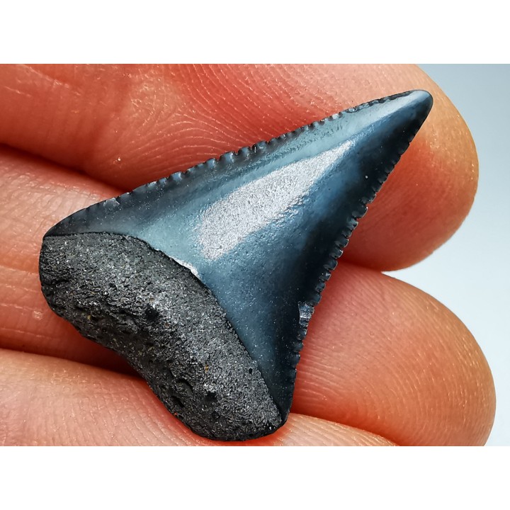 Fossil tooth of Great white shark: Carcharodon carcharias
