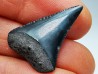 Dent fossile du GRAND REQUIN BLANC : Carcharodon carcharias