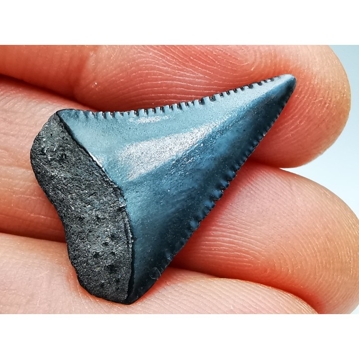 Dent fossile du GRAND REQUIN BLANC : Carcharodon carcharias