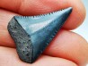 Fossil tooth of Great white shark: Carcharodon carcharias