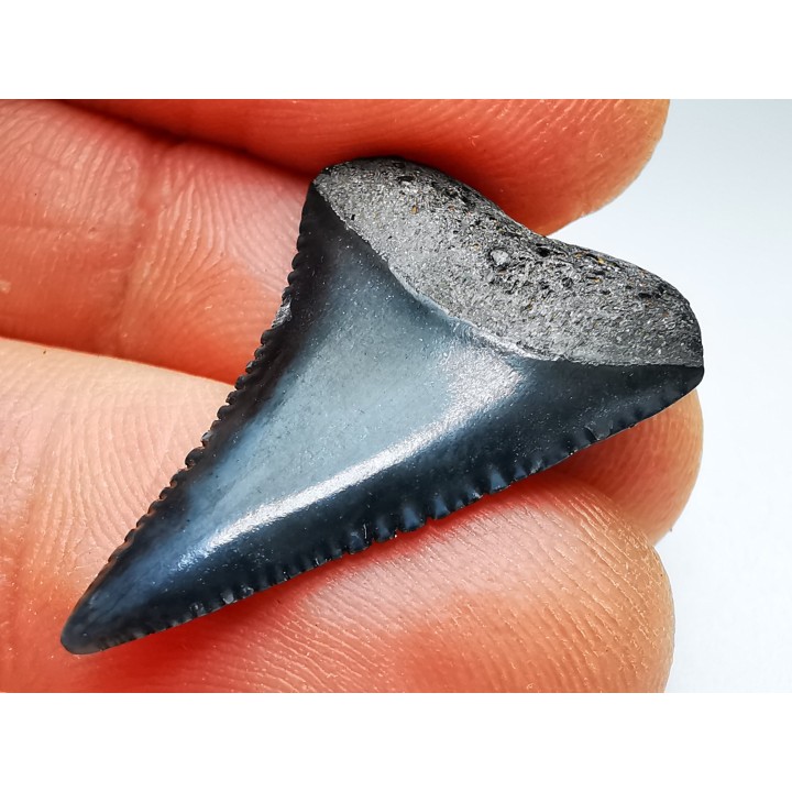 Fossil tooth of Great white shark: Carcharodon carcharias