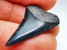 Dent fossile du GRAND REQUIN BLANC : Carcharodon carcharias