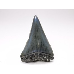 Dent fossile du GRAND REQUIN BLANC : Carcharodon carcharias