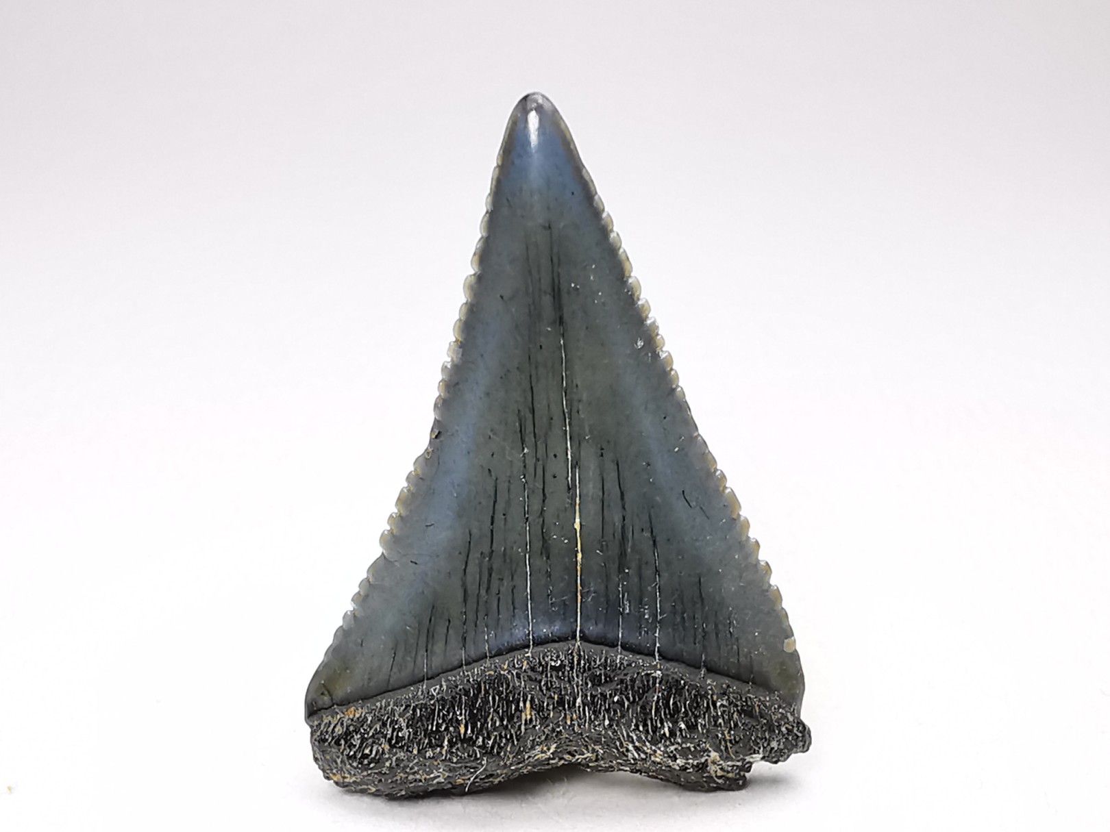 Fossil tooth of Great white shark: Carcharodon carcharias