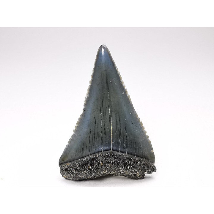 Dent fossile du GRAND REQUIN BLANC : Carcharodon carcharias