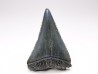 Dent fossile du GRAND REQUIN BLANC : Carcharodon carcharias