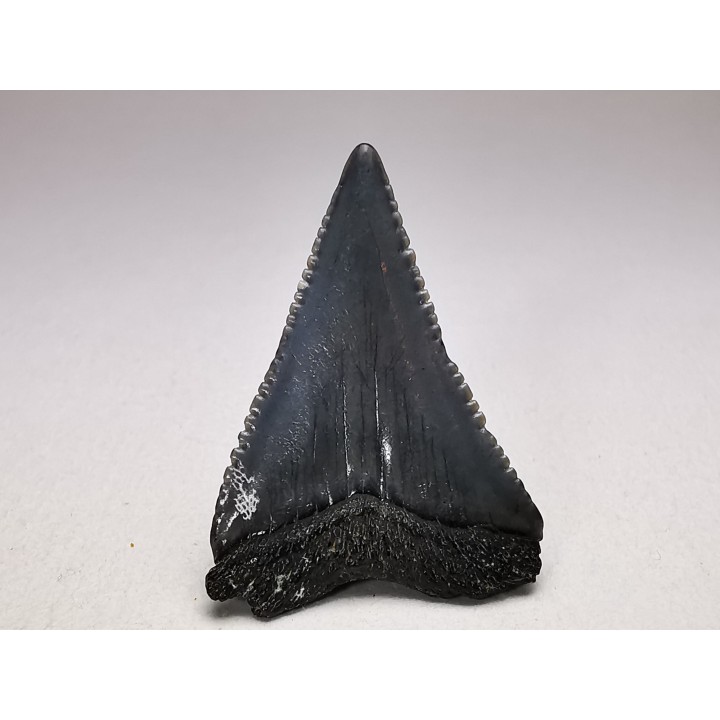 Fossil tooth of Great white shark: Carcharodon carcharias