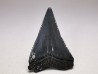 Dent fossile du GRAND REQUIN BLANC : Carcharodon carcharias