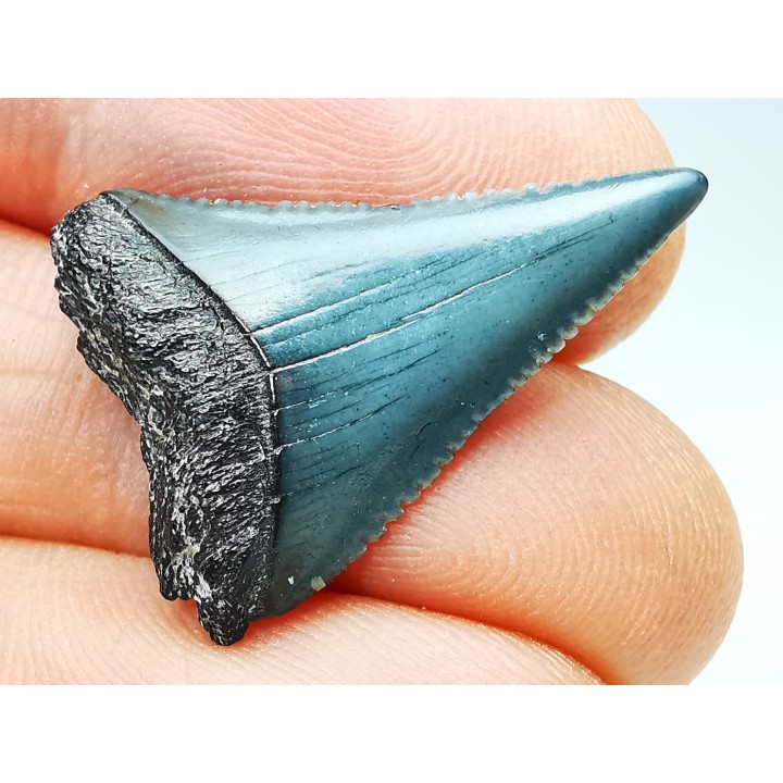 Dent fossile du GRAND REQUIN BLANC : Carcharodon carcharias