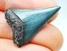 Dent fossile du GRAND REQUIN BLANC : Carcharodon carcharias