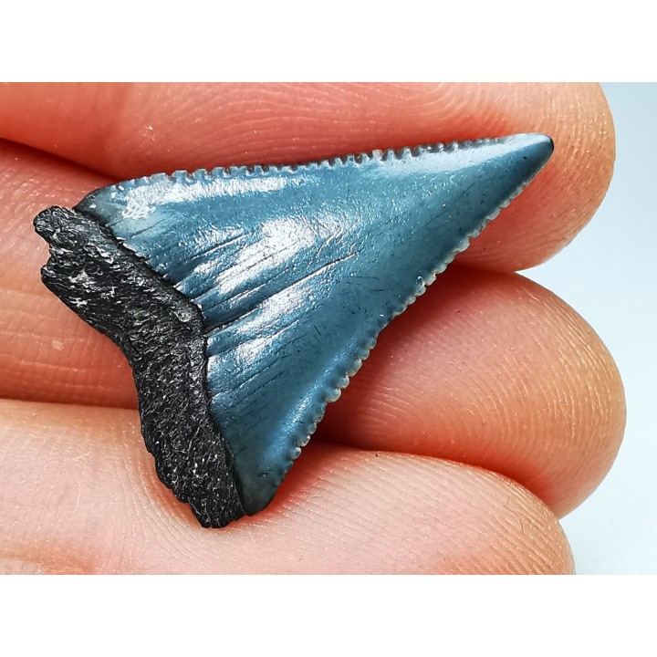 Dent fossile du GRAND REQUIN BLANC : Carcharodon carcharias