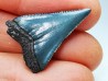 Dent fossile du GRAND REQUIN BLANC : Carcharodon carcharias