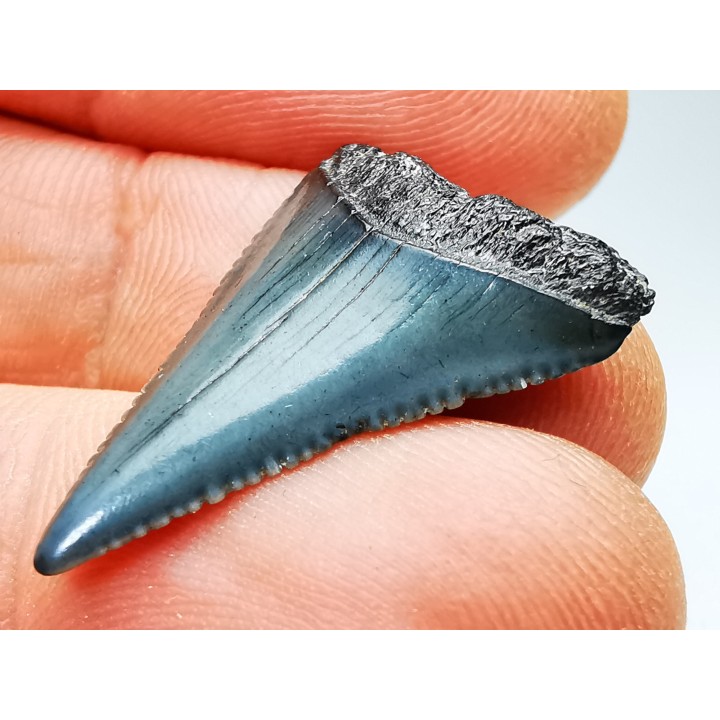 Fossil tooth of Great white shark: Carcharodon carcharias