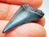 Dent fossile du GRAND REQUIN BLANC : Carcharodon carcharias