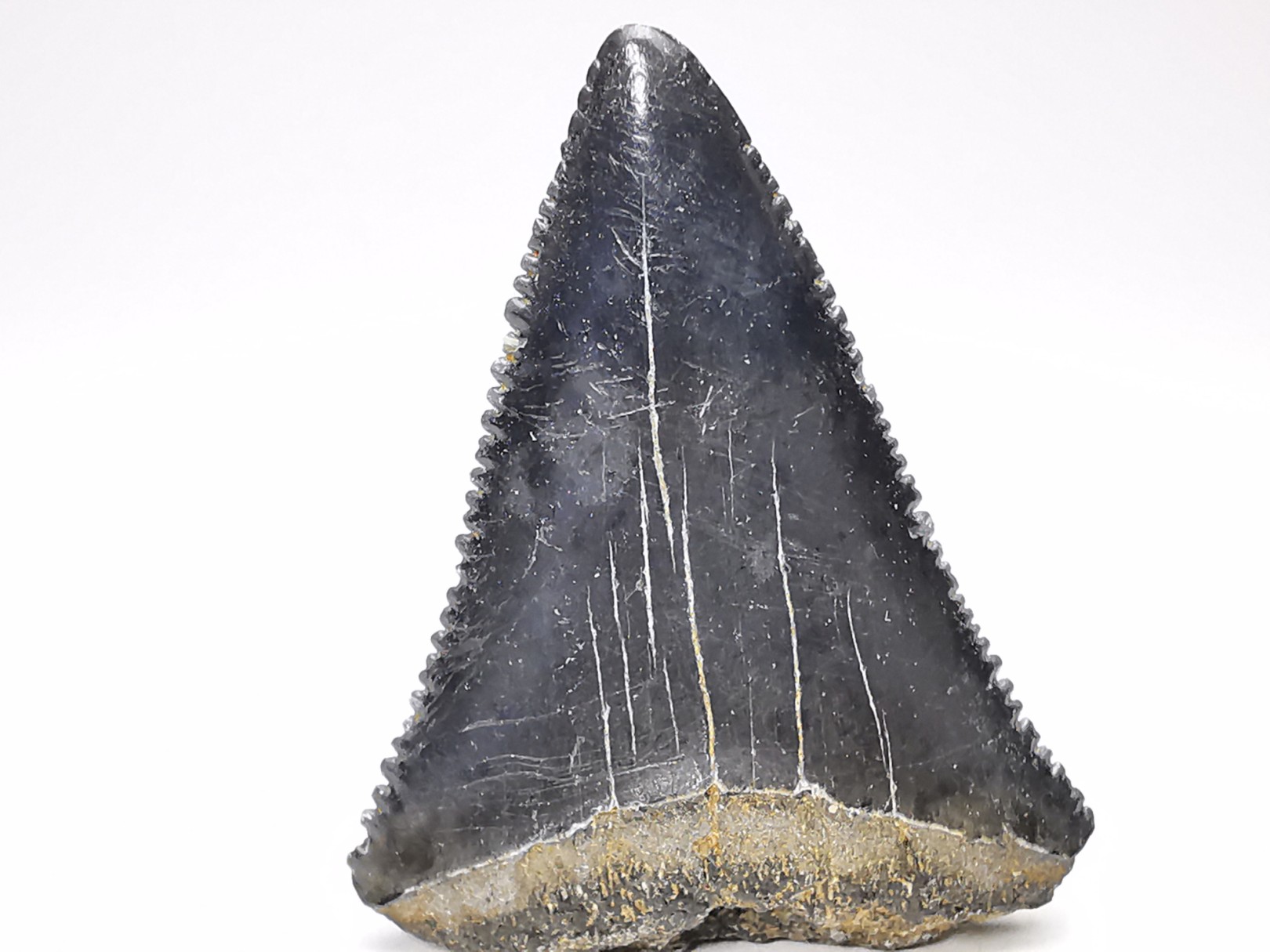 Fossil tooth of Great white shark: Carcharodon carcharias