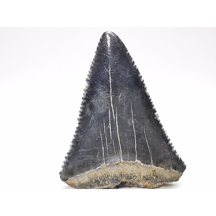 Fossil tooth of Great white shark: Carcharodon carcharias
