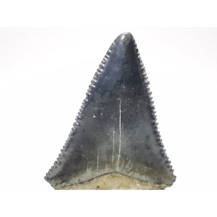 Dent fossile du GRAND REQUIN BLANC : Carcharodon carcharias