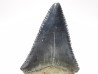 Dent fossile du GRAND REQUIN BLANC : Carcharodon carcharias